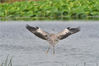 2019年7月10日，沈阳，康平县卧龙湖生态区，苍鹭在湖中捕鱼。