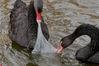2018年4月9日，沈阳一公园水禽饲养区内，很多黑天鹅在水中嬉戏，成为园中的一道风景。 在池水中，两只黑天鹅的动作吸引了作者的视，只见这两只黑天鹅不停地牵扯着一只白色的塑料袋。