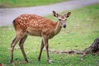 2019年7月10日报道，奈良公园是日本的风景名胜之一，大约有1200头鹿生活在这里。这些鹿被日本政府指定为国家天然纪念物，也深受游客欢迎。然而，近期奈良的鹿接连死亡，日媒称“元凶”是塑料袋等塑料垃圾。图为当地时间2018年6月12日，日本奈良公园，悠闲的小鹿。供图/东方IC