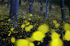 2016年7月25日讯（具体拍摄时间不详），日本兵库县，这片“魔法森林”看上去像有成千上万只发光的精灵围绕着树在跳舞，其实这些明亮的黄色圆点是隐藏在雪松林深处的萤火虫，人们称其为“萤火虫公主”。Nori Yuasa