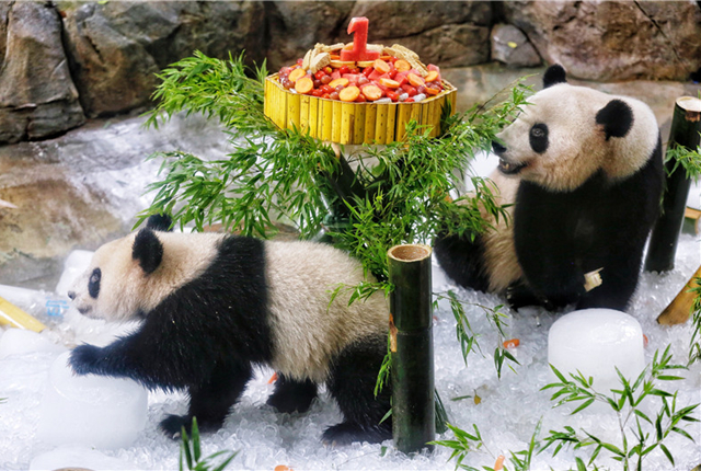 广州：华南首只大熊猫子二代“隆仔”周岁庆生