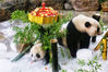 2019年7月12日，广州，华南首只大熊猫子二代“隆仔”迎来一周岁生日。