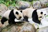 2019年7月12日，广州，华南首只大熊猫子二代“隆仔”迎来一周岁生日。
