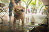 2018年9月6日，尽管已进入立秋时节，广州市气温仍高达34℃，南华东路附近的一处街头，一只13岁的老狗正舒服地闭着眼睛，享受洗澡这一刻的清凉。