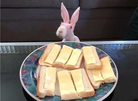 粉红萌兔因罕见病症天生无毛 被救后成小网红人气爆棚