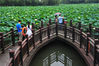 2019年7月20日，上海，顾村公园荷花进入最佳观赏期，如诗如画的醉人荷塘引来众多市民游客纷纷赏荷打卡。
