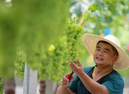 江苏镇江：“大暑”农事忙 农民在大棚内采摘葡萄