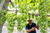 2019年7月22日，在江苏省镇江市句容市白兔镇的葡萄园，果农在管理大棚葡萄。