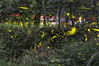 2019年7月2日晚，成群的萤火虫在南京紫金山上的树丛中飞舞，星星点点的亮光宛如夜空中的繁星，成为夏夜里一道靓丽的风景线。 泱波(江苏分社)/中新社/视觉中国