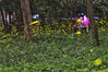 2019年7月2日晚，成群的萤火虫在南京紫金山上的树丛中飞舞，星星点点的亮光宛如夜空中的繁星，成为夏夜里一道靓丽的风景线。 泱波(江苏分社)/中新社/视觉中国