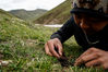 2019年6月9日，青海阿尼玛卿山脉，受雇于当地一家公司的冬虫夏草采摘者在挖虫草。