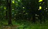 2019年7月2日晚，成群的萤火虫在南京紫金山上的树丛中飞舞，星星点点的亮光宛如夜空中的繁星，成为夏夜里一道亮丽的风景线。泱波(江苏分社)/中新社/视觉中国 编辑/陈进