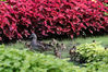 2019年7月4日，哈尔滨，在兆麟公园内，数十只小鸳鸯在母鸳鸯的带领下，摇摇摆摆在公园绿地、花丛中穿过，吸引了拍鸟人与游客们的围观。
