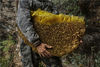 2019年5月10日，云南省德宏州芒市，一名傈傈族采蜜人拿着一大块从悬崖上采到的蜂蜡。
