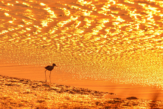青岛：水光潋滟夕阳好 墨水河入海口湿地鹭鸟翔集