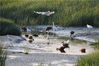 2019年7月2日，在山东青岛城阳区墨水河入海口湿地，大白鹭和野鸭相谐一处，共同觅食。
