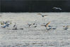 2019年7月2日，在山东青岛城阳区墨水河入海口湿地拍摄的成群大白鹭觅食场面。来源：王海滨/视觉中国