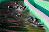 2019年5月25日，浙江省衢州市。别小看我们猪猪，虽然笨拙，但是我们天生是会游泳的。经过很短时间的训练，我们便能轻松自如地在水中畅游。当然，因为体型的原因，我们暂时只会“狗爬式”。
