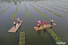 Aerial photo taken on July 6, 2019 shows tourists taking bamboo rafts on the water at Meigui Aquatic Botanical Garden in Tuanzhuang Village of Baoying County of Yangzhou, east China's Jiangsu Province. Tuanzhuang Village has been taking advantage of its good water and aquatic environment to develop local tourism and rural revitalization. 