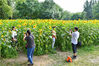 2019年7月7日，北京，奥林匹克森林公园北园的百亩向日葵花田再次如约盛开，吸引了市民和游客前来奥森赏花拍照。