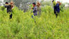 2019年8月11日，石家庄井陉县南寺掌林场组织村民雨后在山上栽植树苗。