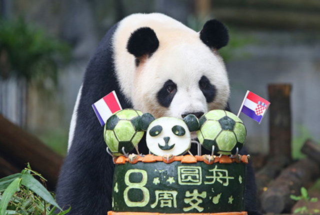 深圳：野生动物园为大熊猫“圆舟”庆生