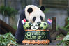 2018年7月15日，深圳，当日是大熊猫“圆舟”的8周岁生日，野生动物园为它举办了热闹的生日Party，众多热心“猫粉”纷纷来到熊猫庄园为它送祝福。
