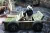 2019年7月26日，济南，一头名为“二喜”的雄性大熊猫迎来9周岁生日，动物园的工作人员十分用心的为其准备了特殊的生日贺礼。其中，最亮眼的是一台用竹子打造的豪华“轿车”，以及一个用五颜六色的水果制作的大“冰蛋糕”。