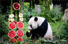 当地时间2019年8月8日，荷兰乌得勒支省雷嫩市，欧维汉兹动物园里的大熊猫“星雅”迎来自己的6岁生日。