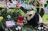 2019年8月12日，四川省广安市华蓥山大熊猫野化放归培训基地，大熊猫淘淘在品尝人们送给它的生日礼物。苏阳/视觉中国