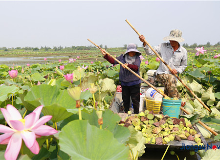 Suqian develops aquatic plants to boost fisherman’s income
