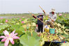 Fishermen harvest lotus seed pod for sale in Lihe Village, Sihong County, Suqian City, Jiangsu Province, August 15, 2019. The county has made efforts to close enclosure culture and reclaim water area for growing aquatic plants including lotus, water chestnut, and Euryale ferox Salisb, which reach 138,500 mu (9,233 hectares).Photo/ jschina Editor: Cassie