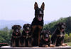 2009年6月18日，美国BioArts和韩国SuAm生命工学研究院表示，黄禹锡研究组成功克隆了5只9.11英雄搜救犬。