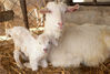 2011年4月13日，一只人乳铁蛋白转基因克隆奶山羊在山东曹县五里墩村诞生。