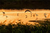 
2019年8月20日，白鹭和苍鹭在青岛市城阳区墨水河入海口生态湿地的夕阳晚照中觅食。