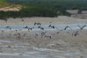 2019年8月20日，成群苍鹭在青岛市城阳区墨水河入海口生态湿地巡游觅食。

