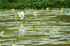 2019年8月22日，海南琼海，一只水鸟在莲塘里觅食。