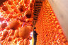 当地时间2013年11月12日，韩国江原道江陵市的一户人家在晾晒柿子，柿饼大约在2014年1月下旬制成。Yonhap/视觉中国