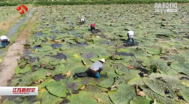 守初心 担使命 找差距 抓落实 做大做强地方特色产业 让农民共享