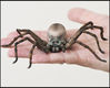 2012年11月1日消息（具体拍摄时间不明），这种蜘蛛可能看起来并不诱人，但是它确实非常美味。这只七英寸宽的蛛形纲动物看起来栩栩如生，但实际上，它是由糖和一种坚硬的生面团做成的，蒂龙·雅克在塞西莉亚的网站上看到一系列可怕可食用蜘蛛后，请肯特郡的塞西莉亚·查尔默斯制作了这只令人毛骨悚然的蜘蛛。塞西莉亚使用一种特殊的胶水将各部分组合在一起，然后用食用色素和笔刷为蜘蛛的数百个毛发上色。Peter Willows/视觉中国