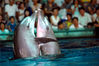 2007年8月19日上午10点，海底世界的海豚开始表演了，在做算术、跳圈、踢足球等一系列传统节目后，海豚明星“江波”和“丫丫”竟然当着近千名中外游客的面，相互拥抱着跳起情侣舞来，而且还嘴对嘴来了个响亮的“KISS（香吻）”。晨树/视觉中国