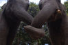 2012年2月13日，深圳野生动物园，多情的小象哥哥“博士”和美丽的小象妹妹“田田”“牵手”成功。霍健斌/视觉中国