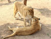 2014年4月21日，在山东荣成西霞口野生动物自然保护区里，一只狮虎兽在春光里亲吻着另一只。林海珍/视觉中国