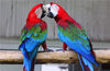 2014年8月1日，苏州动物园内的一对红绿金刚鹦鹉正在“接吻”。王建中/视觉中国