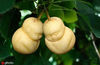 Two Buddha-shaped pears grown by Jiangsu-based company Fruit Mould. [Photo/IC]