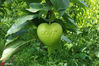 A heart-shaped apple grown by Jiangsu-based company Fruit Mould. [Photo/IC]
