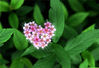 2013年6月7日，郑州，公园里的粉红绣线菊盛开，很多花序自然形成心形，看上去浪漫十足。沙浪/视觉中国