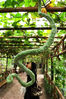 2007年12月28日，重庆市静观镇，在当天开园的“美丽乡村”内，几株形态如蛇弯曲的“蛇瓜” 引起游客兴趣。陈庆/视觉中国