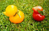 2014年8月27日消息（具体拍摄时间不详），英国什罗浦郡，园丁George Wall在菜园中发现两个形状酷似鸭子的西红柿，可爱有趣。swns/视觉中国
