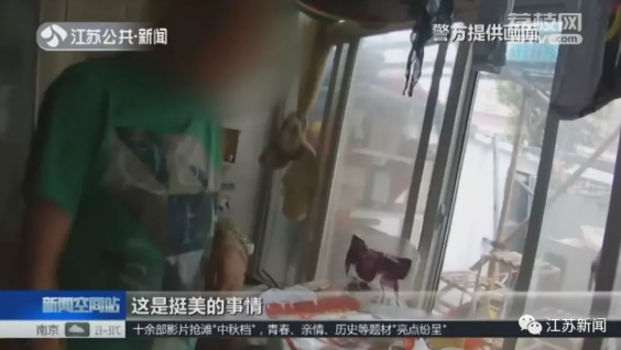 大爷养了4只公鸡每天听打鸣，美滋滋！不料惊动警察：你犯法了！